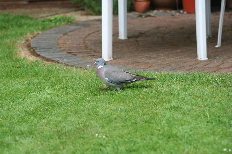 A mown lawn and curved brick paving in an English back garden